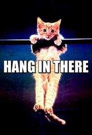 hang in there cat